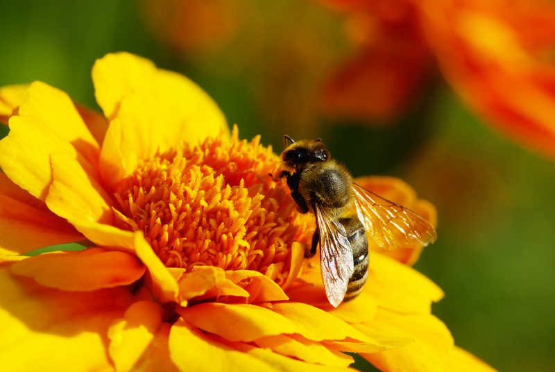 bij op bloem